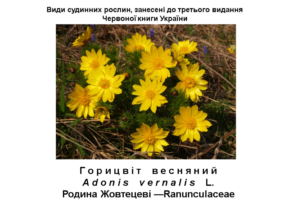 Види судинних рослин, занесені до третього видання Червоної книги України Г о р и